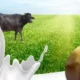 Revitalizing Health with Wellhealthorganic.com:Buffalo Milk